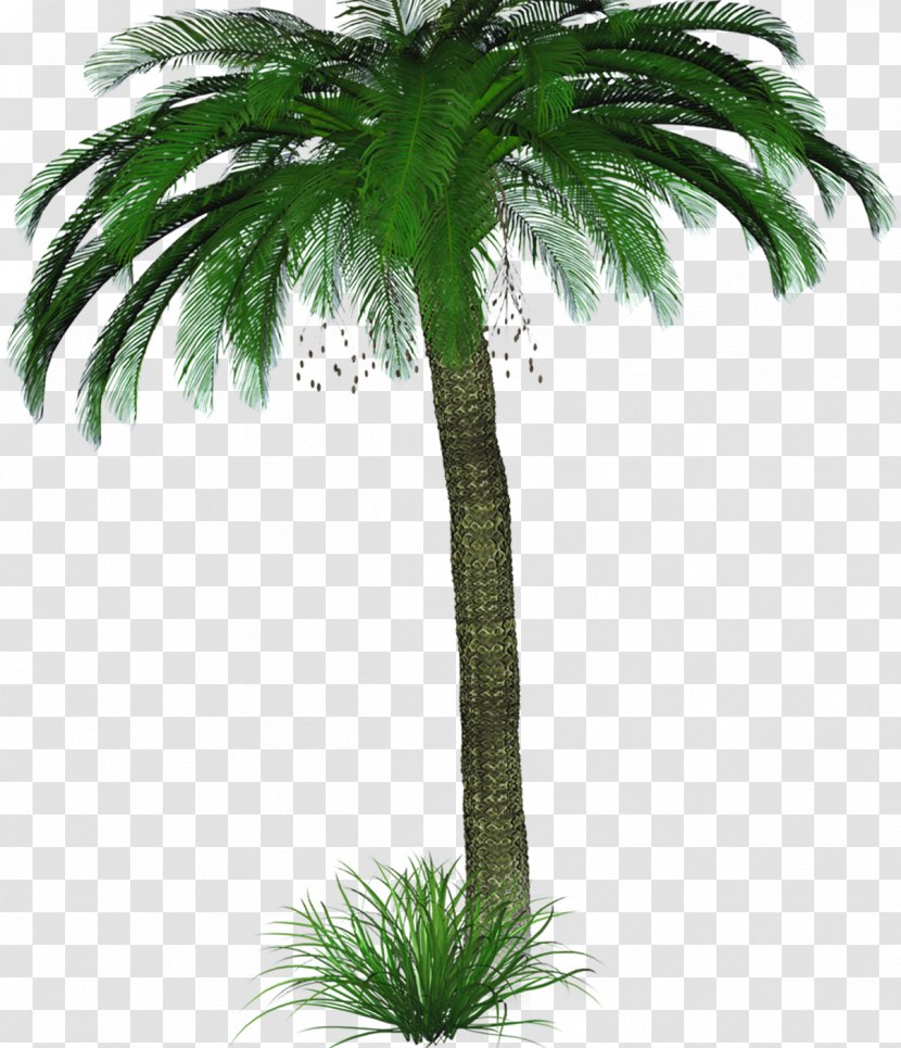 Download Tree - Plant - Palm Transparent PNG