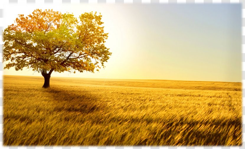 Desktop Wallpaper Afternoon Display Resolution High-definition Television - Field - Wheat Transparent PNG