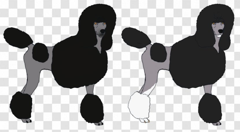 Dog Black Mammal Canidae Pet - Headgear - Poodle Transparent PNG