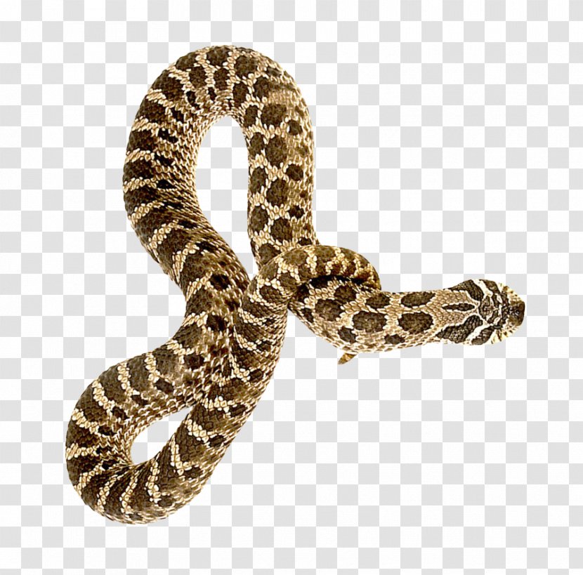Rattlesnake - Transparency And Translucency - Snake Transparent PNG