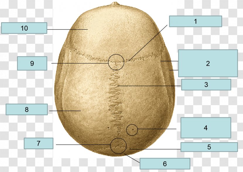Skull Anatomy Temporal Line Coronal Plane Bone Transparent PNG