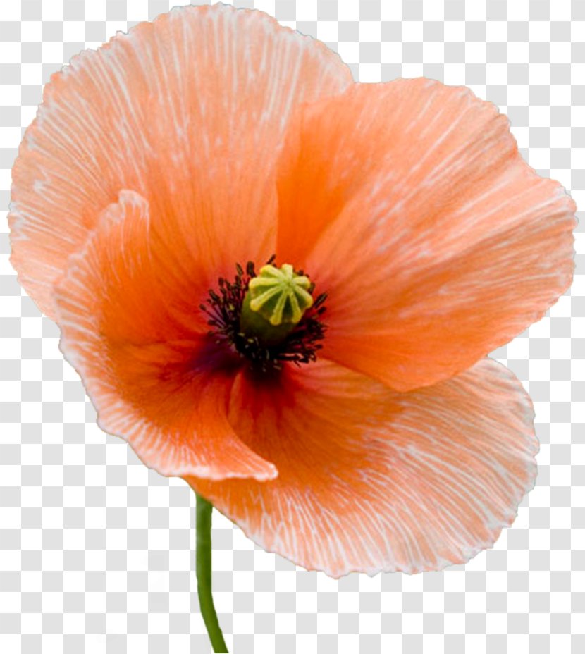 Common Poppy Desktop Wallpaper Flower - Pink - Coquelicot Transparent PNG