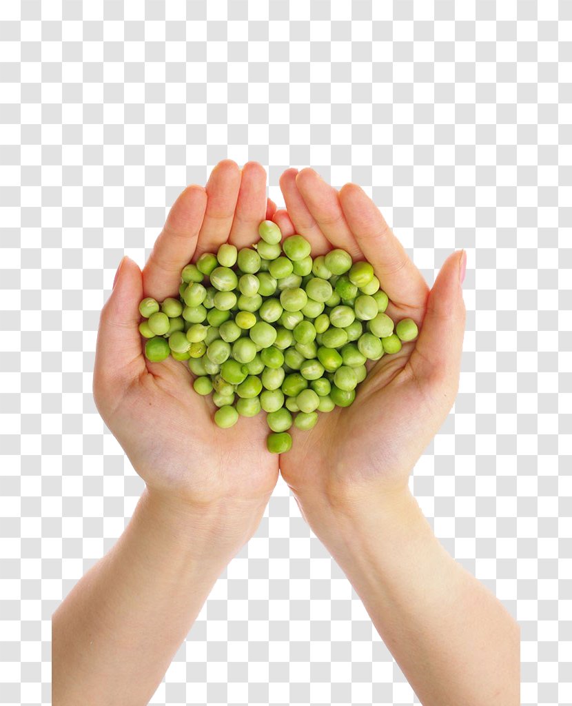 Pea Food Nutrition Bean - Hand Transparent PNG