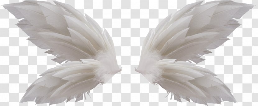 Clip Art - Beak - Wings Transparent PNG