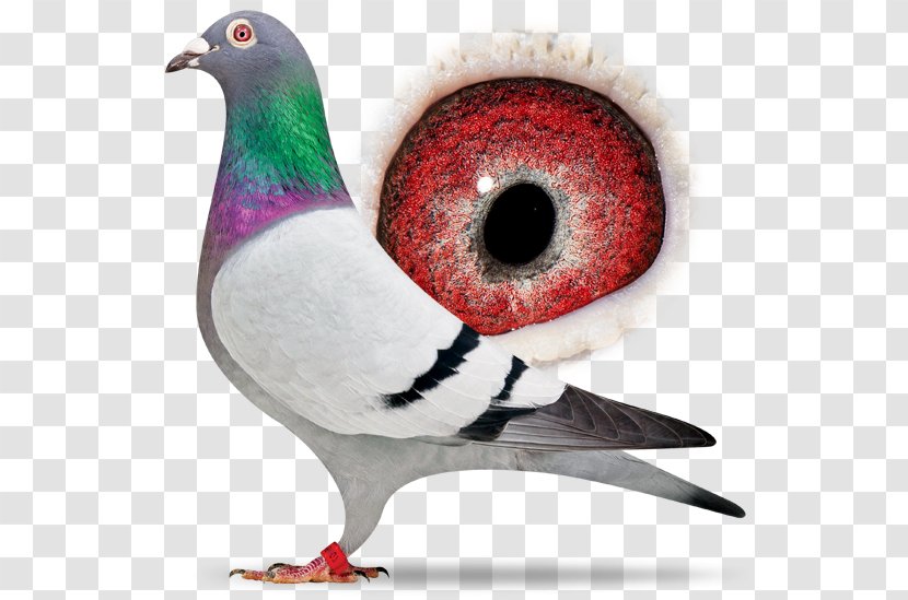 Columbidae Pigeon Racing Beak 1st Battalion, Parachute Regiment - Bird Transparent PNG