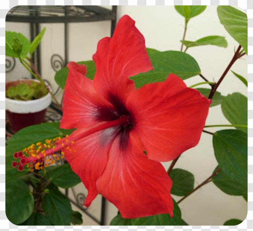 Shoeblackplant Shrub Annual Plant Hibiscus - Petal - Chinese Transparent PNG