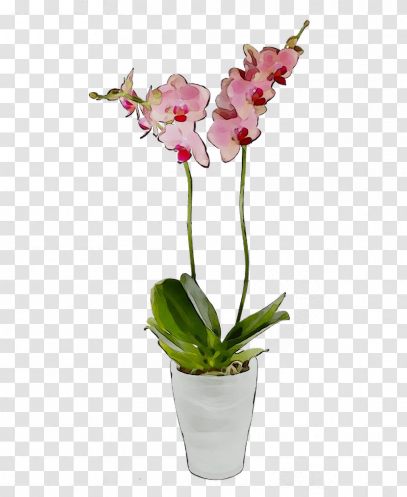 Moth Orchids Cut Flowers Cattleya Flowerpot Transparent PNG