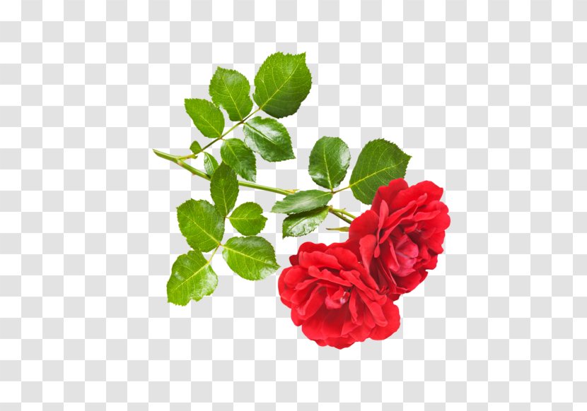 OMGRONNY Rose Stock Photography Thriller (Forever) Flower Transparent PNG