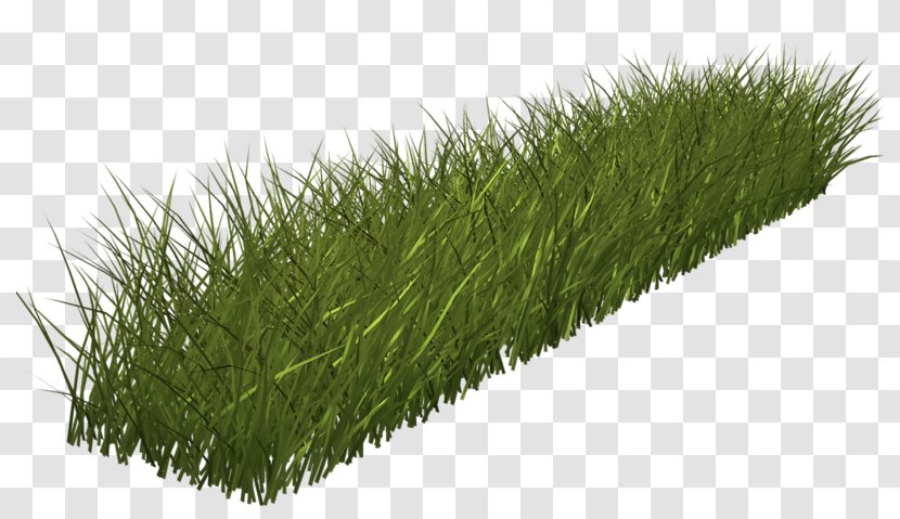 Grass Green Clip Art Transparent PNG