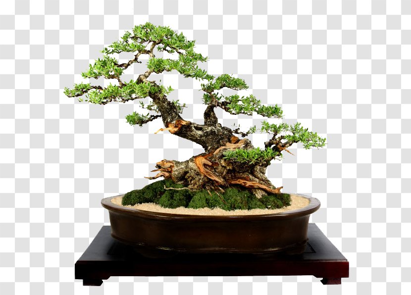 Indoor Bonsai Ornamental Plant Tree Suiseki - Bosay Transparent PNG