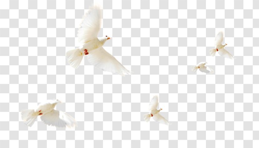 Pigeon - White - Feather Transparent PNG