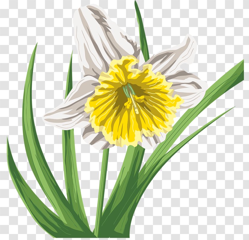 Watercolor Painting Flower - Daisy Family - Floral Material Transparent PNG