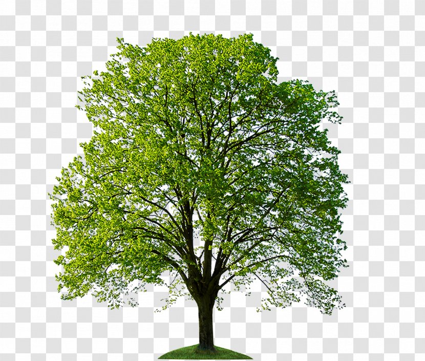 Tree Stock Photography Oak Bonsai Transparent PNG