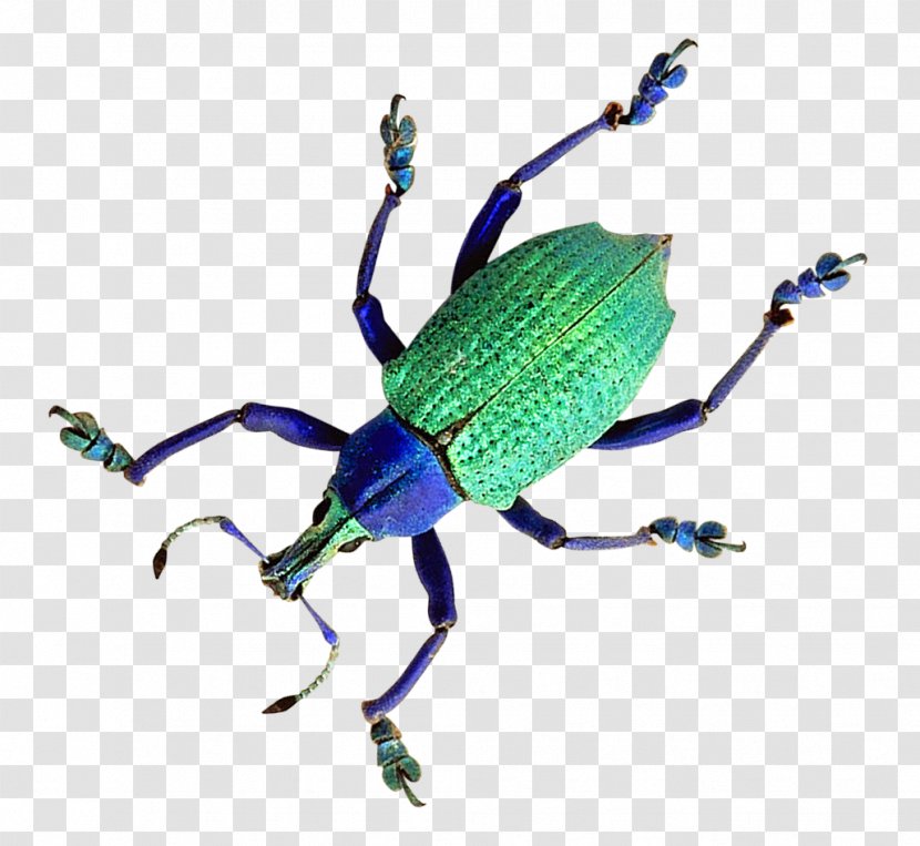 Beetle Weevil - Cheetah Transparent PNG