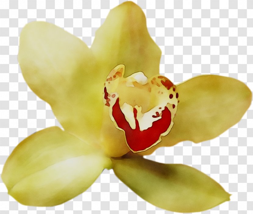 Moth Orchids - Flowering Plant - Petal Transparent PNG