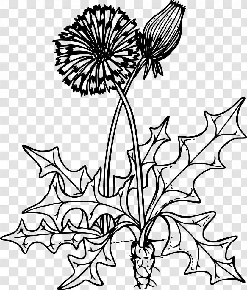 Coloring Book Dandelion Herb Drawing Child - Petal Transparent PNG