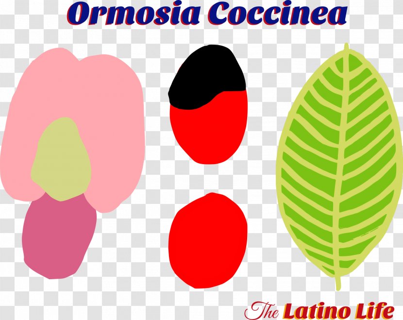 Ormosia Coccinea Seed Abrus Precatorius Clip Art Plants - Latino Culture Transparent PNG