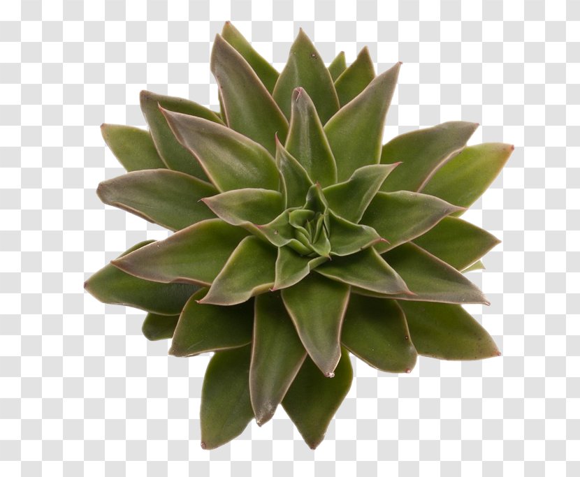 Succulent Plant Flower Echeveria Agavoides DIY Succulents: From Placecards To Wreaths, 35+ Ideas For Creative Projects With Succulents - Color Transparent PNG