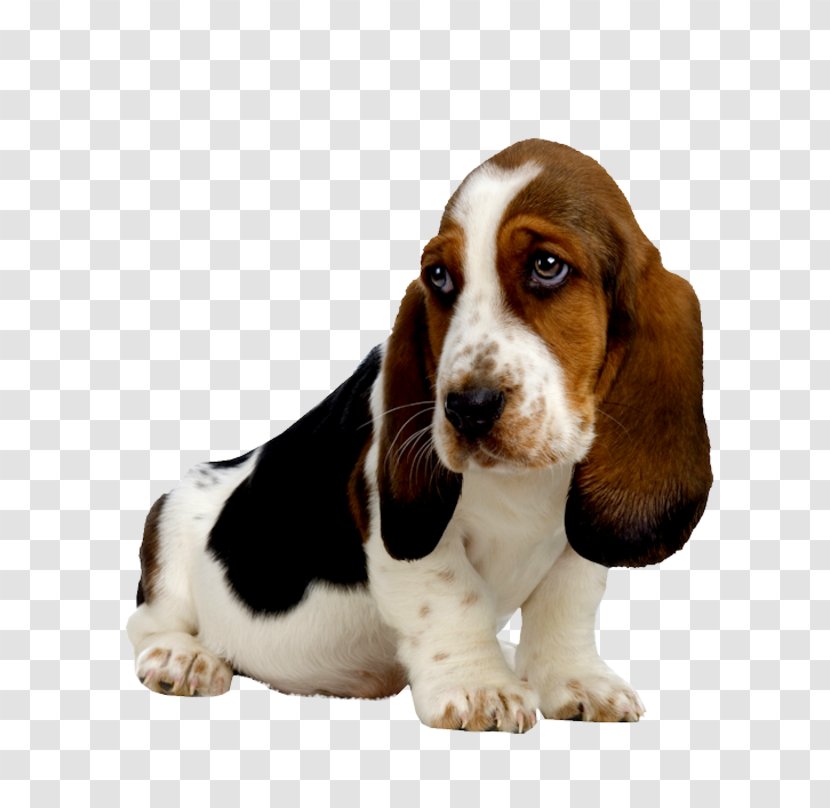 beagle basset puppy