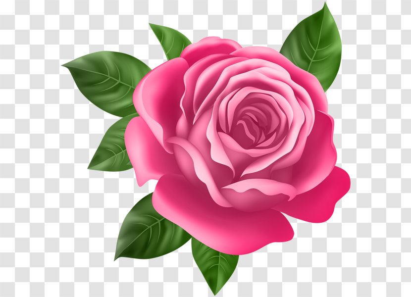 Rose Purple Flower Clip Art - Family - Pink Transparent PNG