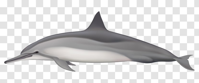 Spinner Dolphin Striped Short-beaked Common Bottlenose Rough-toothed - Pantropical Spotted - Whitebeaked Transparent PNG