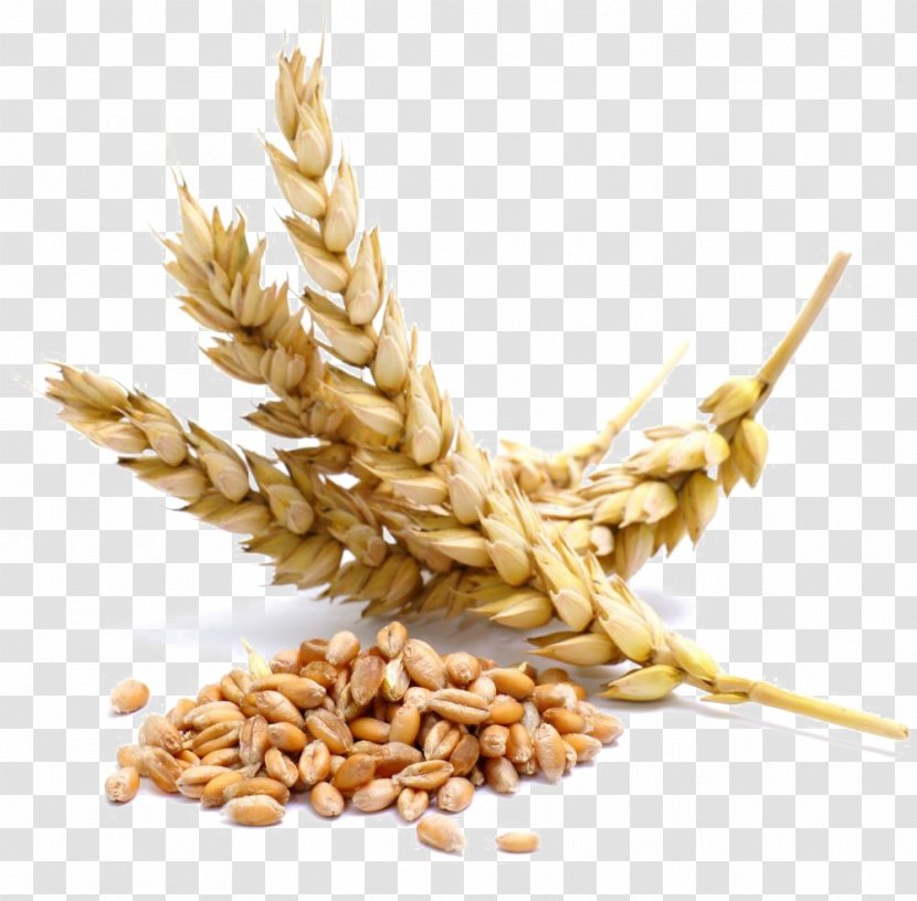 Cereal Wheat Berry Whole Grain - Glutenfree Diet Transparent PNG