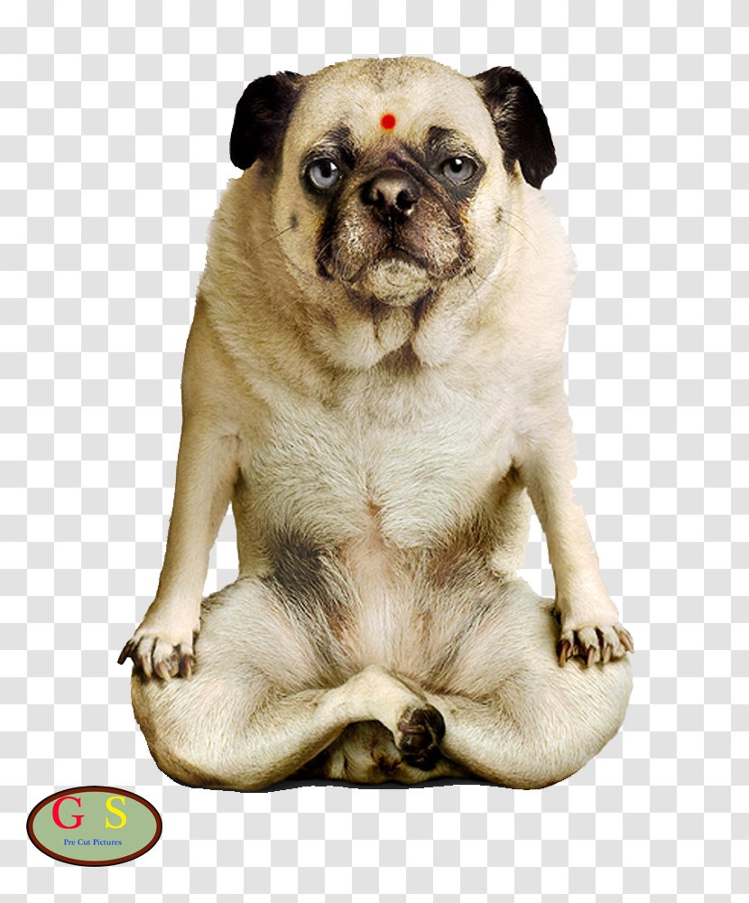 Yoga Dogs Puppy Doga Pug Transparent PNG