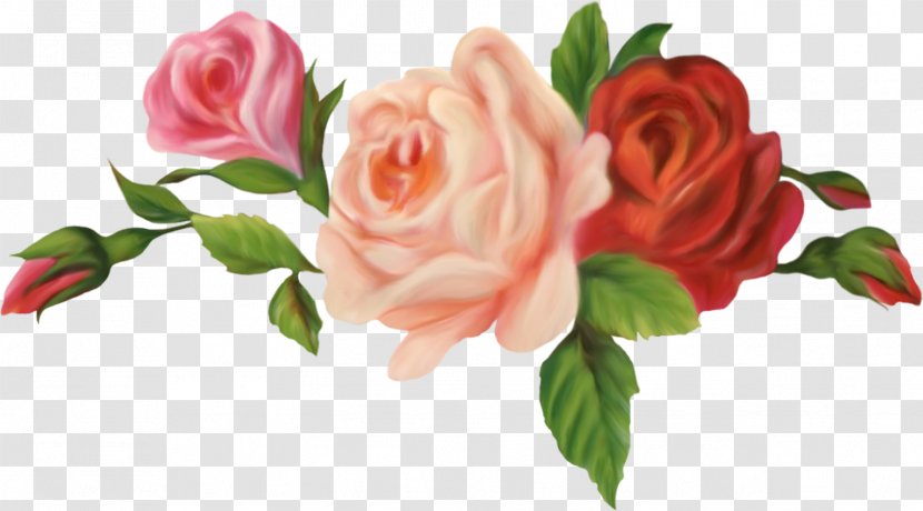 Cut Flowers Garden Roses Centifolia Floristry - Rose Order - Vintage Transparent PNG