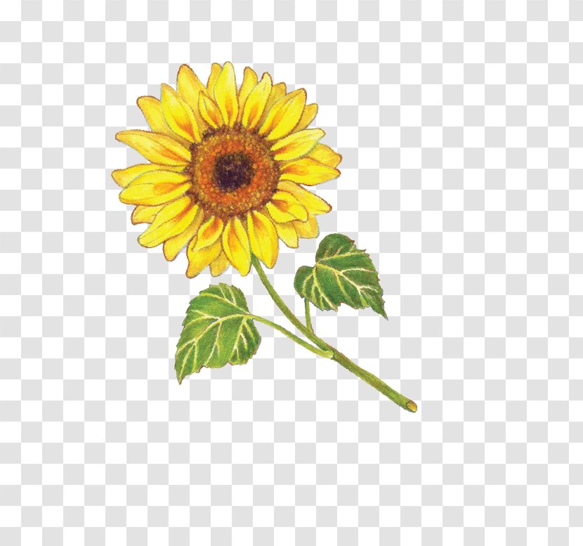 Common Sunflower Organic Food Oil Seed - Flowering Plant Transparent PNG