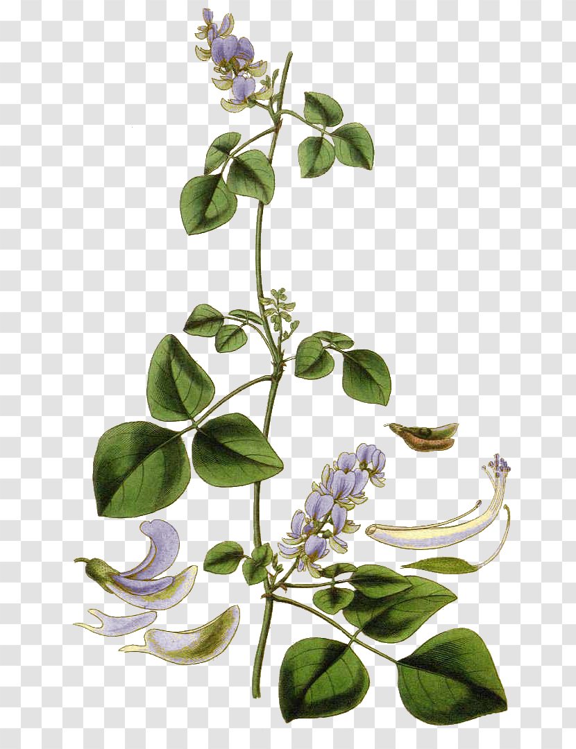 Field Bindweed Horsetail Drawing Herbalism Flower - Soja Transparent PNG