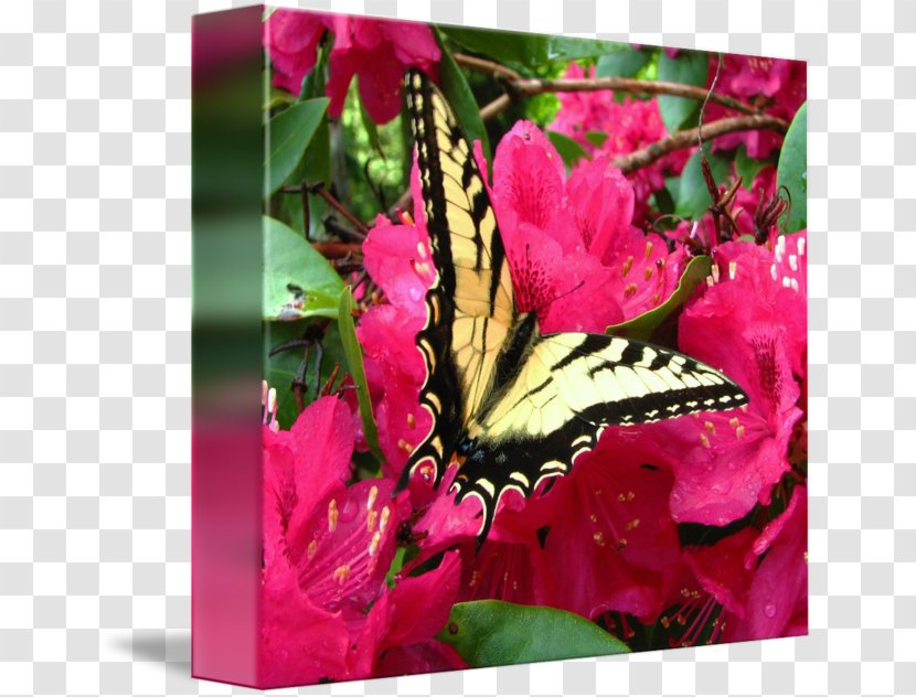 Flowering Plant Pink M - Insect - Glossy Butterflys Transparent PNG