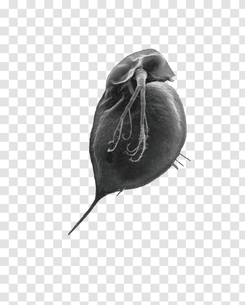 Organism - Black And White - Daphnia Transparent PNG