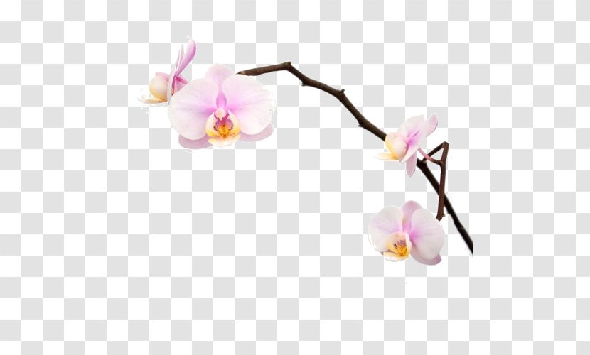 Moth Orchids Flower Plant - Stem - Orchid Transparent PNG