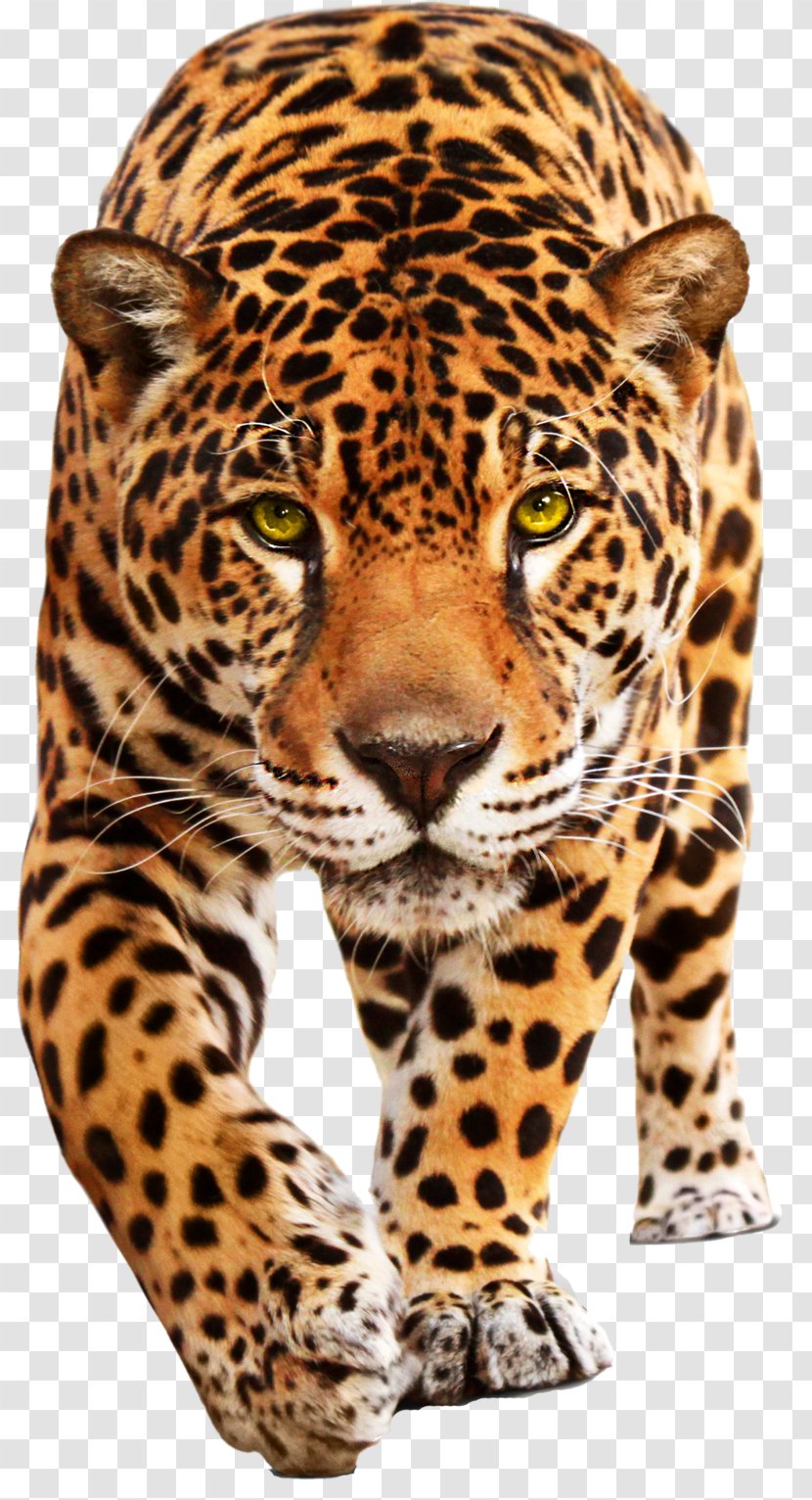 Jaguar Cars Leopard XF - Xf - Cheetah Transparent PNG