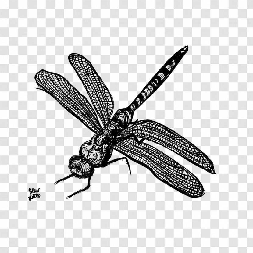 Insect Image Dragonfly - Invertebrate Transparent PNG