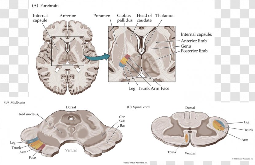 Brain Animal Pattern - Tree - Primary Motor Cortex Transparent PNG