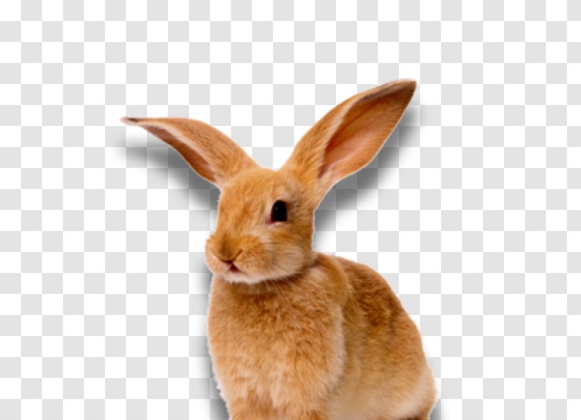 Lossless Compression Rabbit Clip Art Transparent PNG