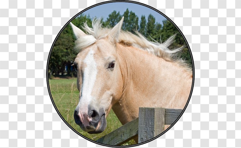 Pony Mare Mustang Hiram's Boy Palomino - Horse Transparent PNG