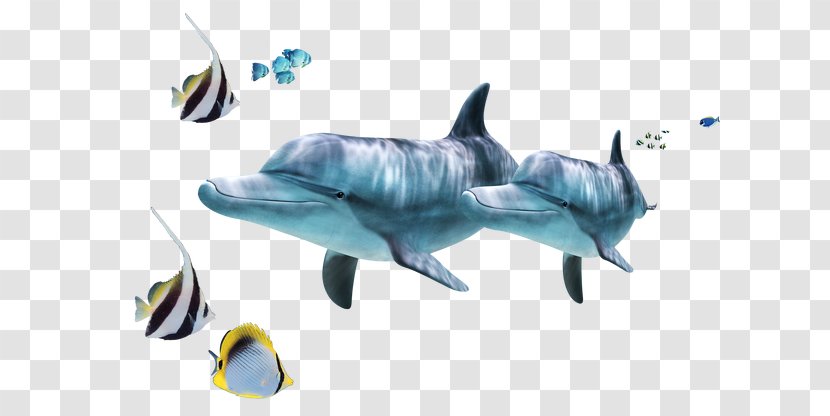 Common Bottlenose Dolphin Tucuxi Marine Biology Ocean Sea - Duvet - 高清iphonex Transparent PNG