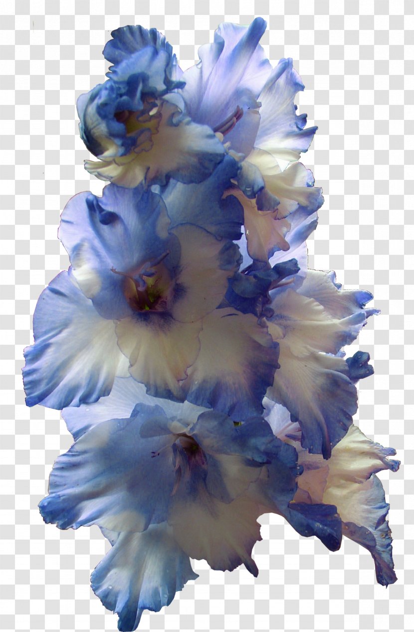 The Gladiolus Flower Bulb Clip Art - Blue Transparent PNG