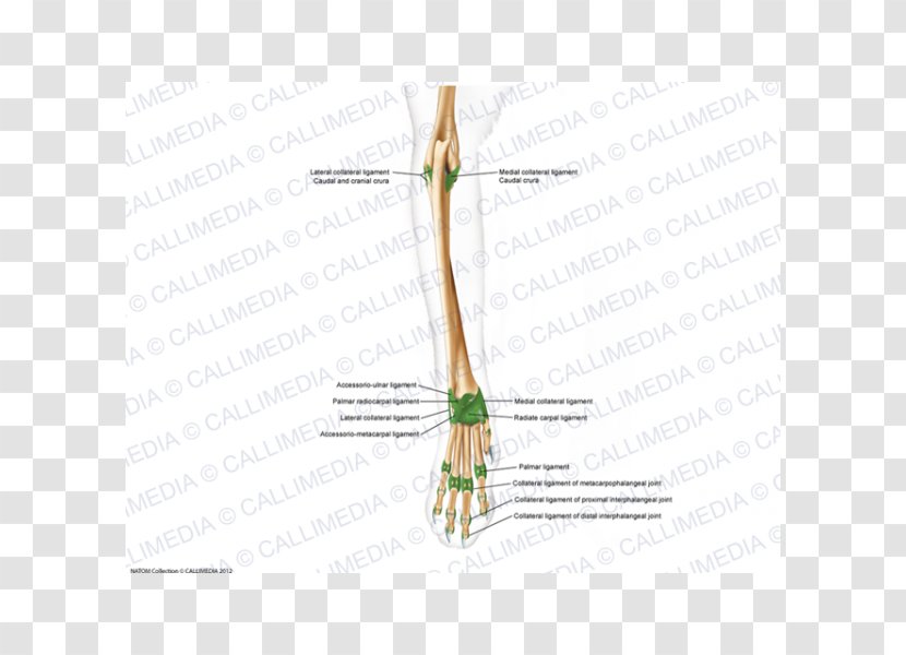 Finger Line Angle - Joint Transparent PNG