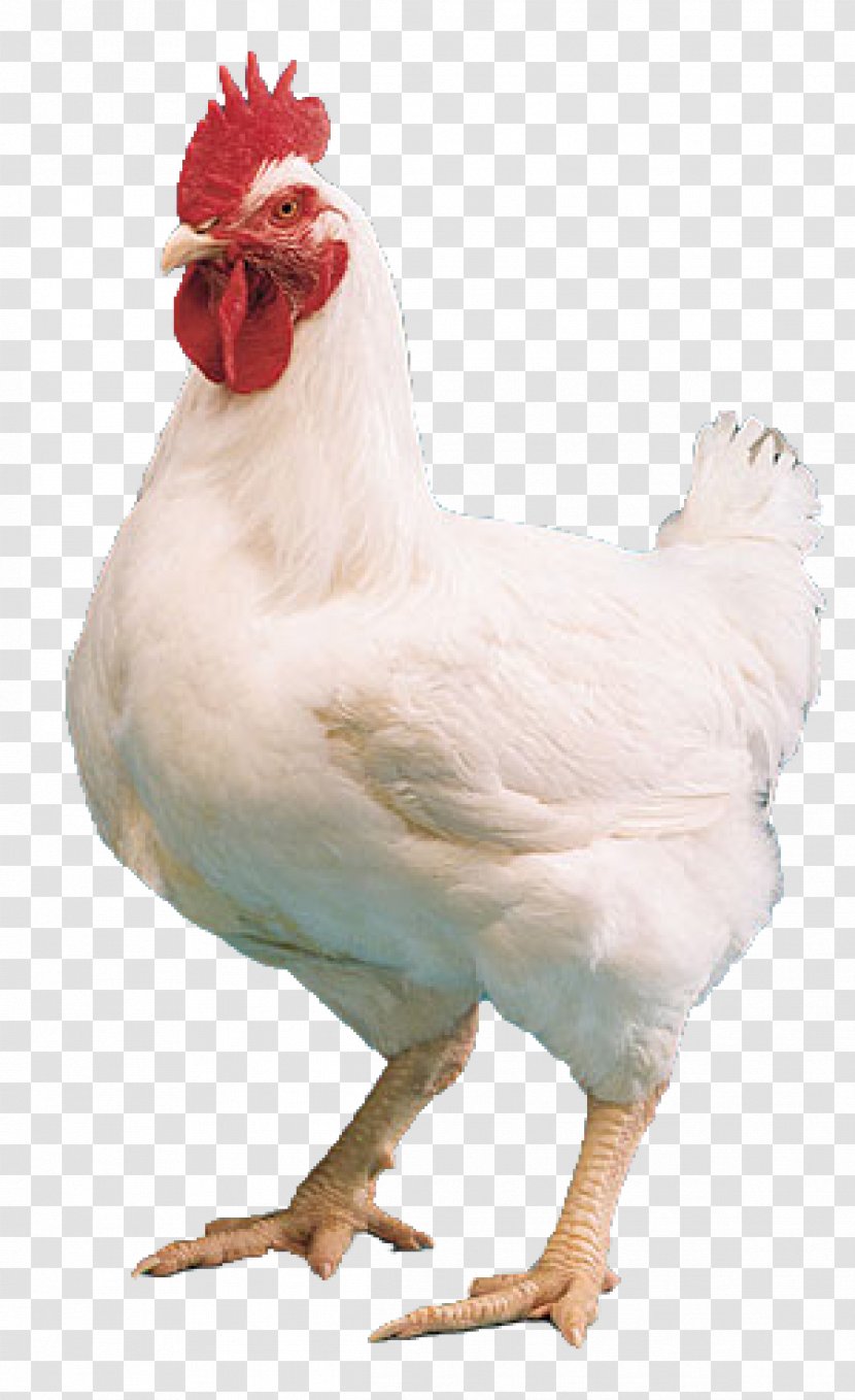 Cornish Chicken Kuroiler Broiler Tikka Masala Mandi - Food Transparent PNG