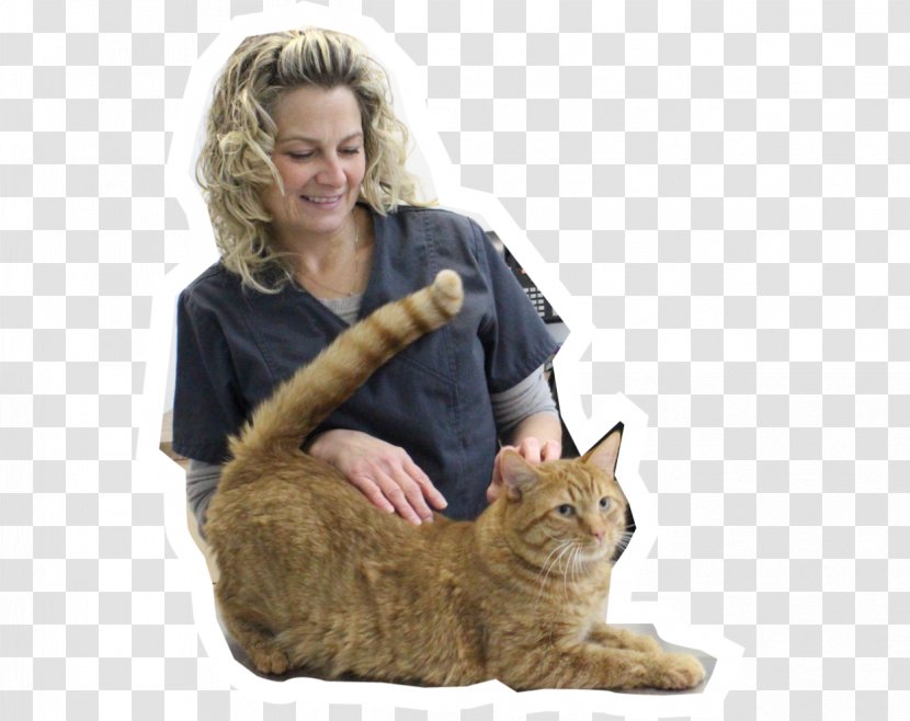 Whiskers Hôpital Vétérinaire Rive Nord Cat Dog Kitten - Veterinarian Transparent PNG