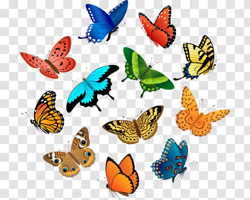 Vector Graphics Royalty-free Stock Illustration Insect Photography - Butterfly Transparent PNG