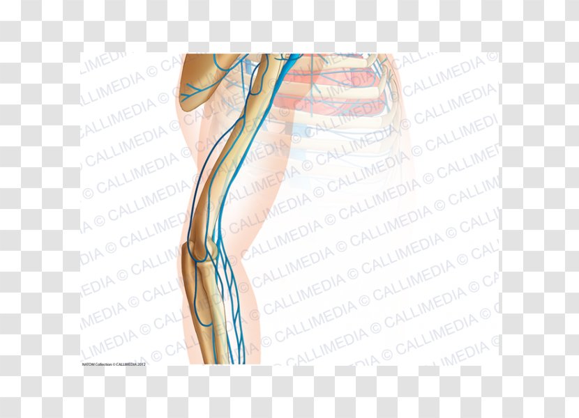 Thumb Elbow Arm Anatomy Vein - Flower Transparent PNG