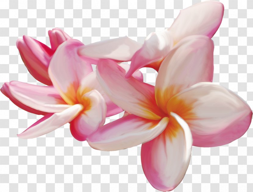 Flower Frangipani Drawing Clip Art - Flowering Plant Transparent PNG