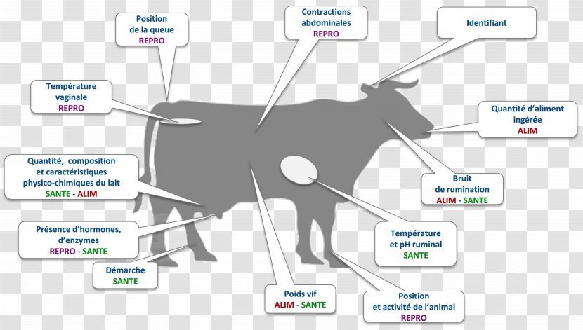 Cattle Cut Of Beef Meat Barbecue - Panaroma Transparent PNG