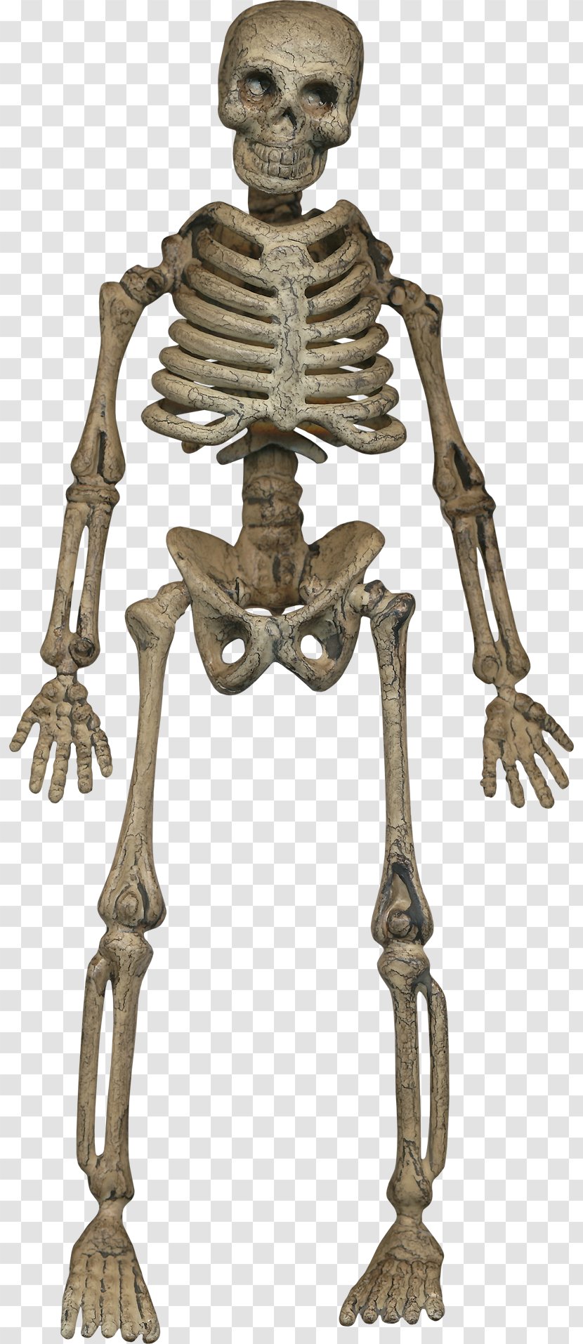 Human Skeleton Homo Sapiens Bone Transparent PNG