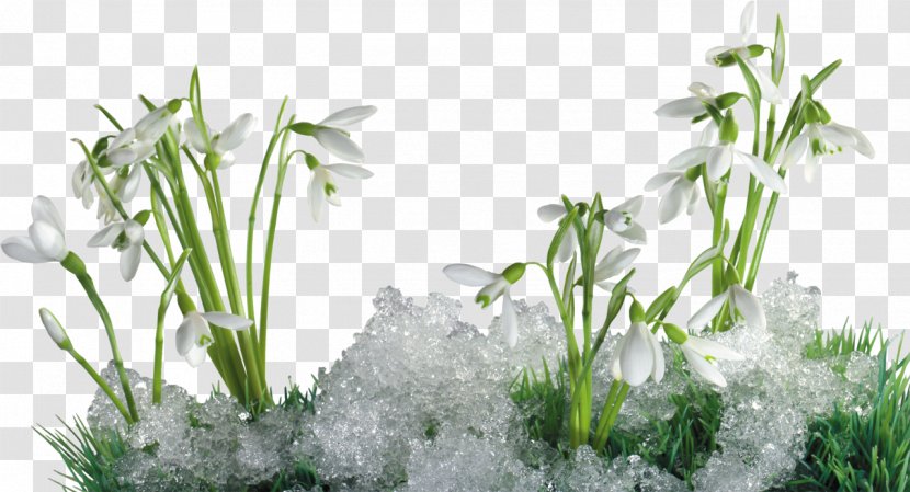 Galanthus Nivalis Perce-neige Snow Flower Winter - Snowflake - Icicles Transparent PNG