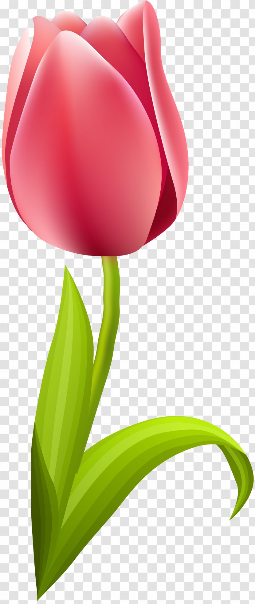 Flowering Plant Tulip Liliaceae Petal - Lilium - Tulips Transparent PNG